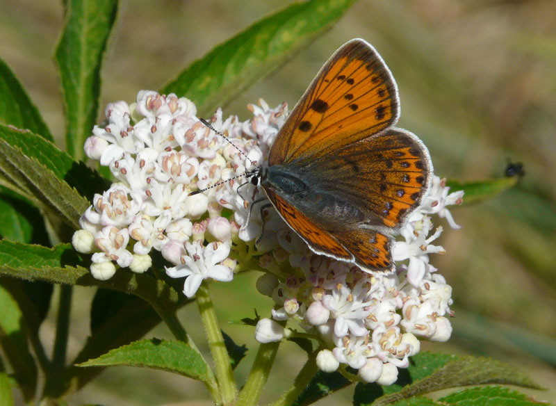 Lycaena alciphron. Si ♀